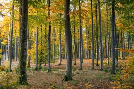 Baumstaemme-Wald-POSCH-Leibnitz-Image-pexels-johannes-plenio-1567058